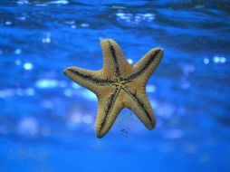 Las estrellas de mar poseen increíbles capacidades regenerativas. UNSPLASH / K. CANTÚ