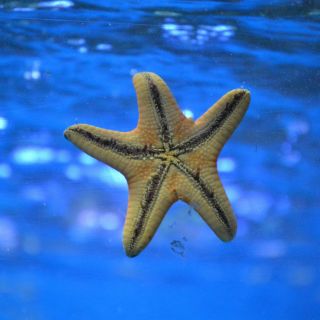 Esta es la estrategia de las estrellas de mar para escapar de los depredadores