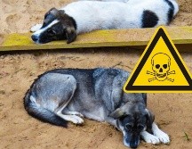 El tratamiento para el envenenamiento variará según el tipo de toxina y la condición del perro. Los veterinarios suelen realizar una descontaminación inicial, que puede incluir la inducción del vómito o el lavado gástrico para eliminar la sustancia del sistema digestivo. 
 UNSPLASH/Anastasiya Romanova