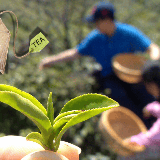 A estas personas no se les recomienda tomar té verde