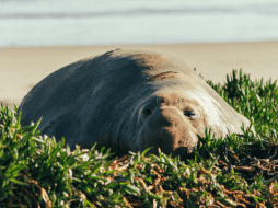 Los elefantes marinos pasan el 90% de sus vidas en el agua. Pexels / Griffin Wooldridge