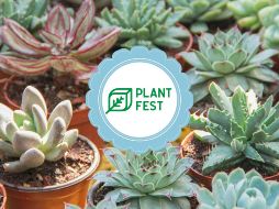 ¡El evento más verde de la temporada!. ESPECIAL / Pexels / Facebook @Plant Fest