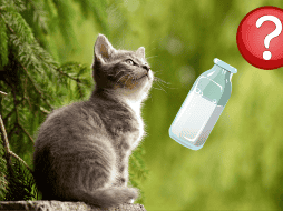 Esta leche, que se comercializa en polvo, cubre sus necesidades nutricionales y se prepara siguiendo las instrucciones del fabricante. Pixabay.