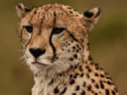 Hay menos de 7 mil guepardos adultos en libertad. Pixabay / Callmebaz