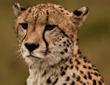 Hay menos de 7 mil guepardos adultos en libertad. Pixabay / Callmebaz