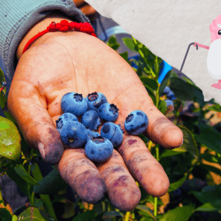 La deliciosa fruta que reduce el riesgo de desarrollar demencia, según Harvard