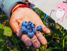 Estos pequeños frutos azules no solo son deliciosos, sino que también están llenos de nutrientes que promueven la salud cerebral.