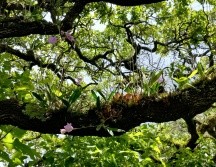 El VII Encuentro Mexicano de Orquideología busca no solo difundir los avances científicos sobre las orquídeas mexicanas, sino también promover la investigación y la educación en torno a estas plantas.ESPECIAL