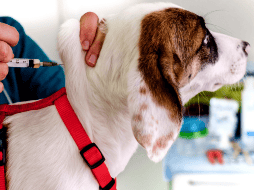 Alba Navas, Auxiliar Técnico de Veterinaria, presenta una guía sobre los cuidados fundamentales después de cada vacuna. CANVA