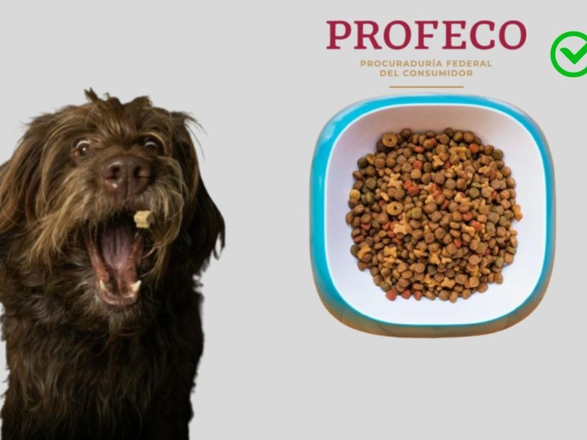 cual es la mejor comida para perros mas barata