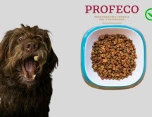 Antes de comprar cualquier marca de croquetas es recomendable revisar la etiqueta del producto. Pexels, Unsplash y CANVA