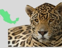 El jaguar fue bautizado como 
