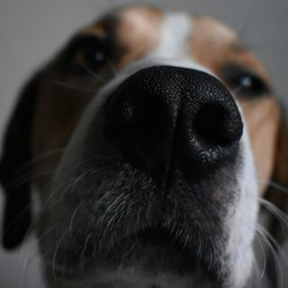 ¿Cómo encontrar perros perdidos a través de su nariz?