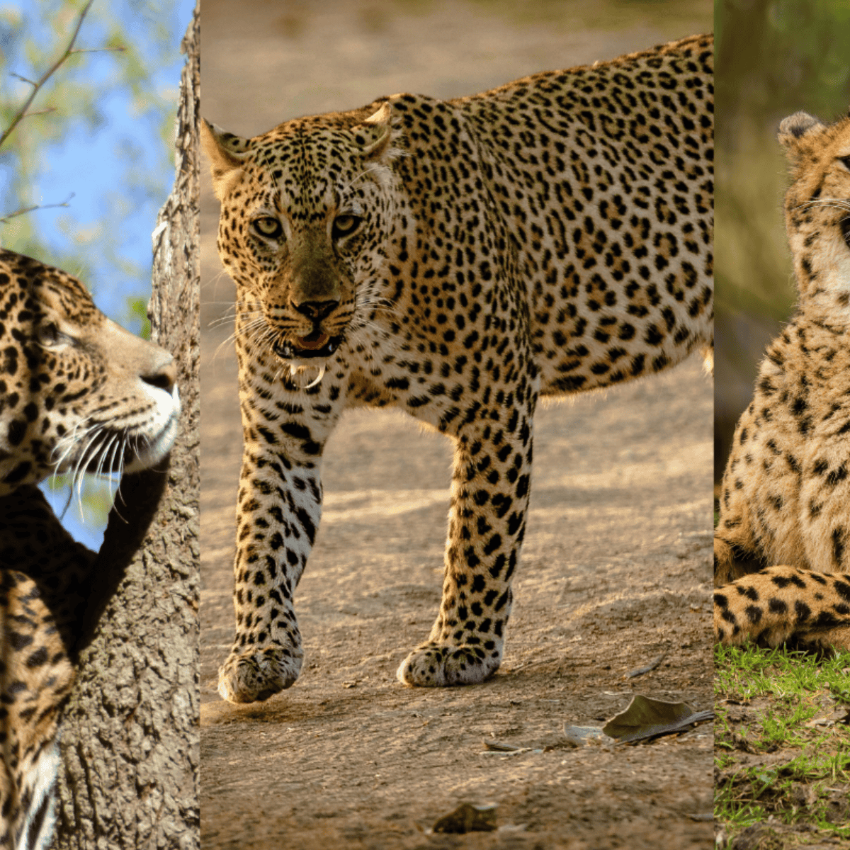 leopardo y jaguar