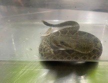 Se trató de una víbora de cascabel de alrededor de 25 centímetros de longitud. ESPECIAL.