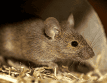 Un equipo de investigadores pudo ver el interior de un ratón. Pexels