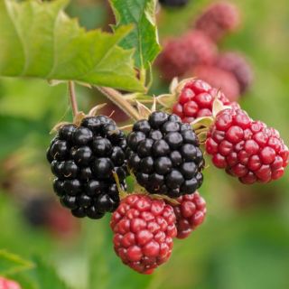 Esta fruta te ayuda reducir el dolor muscular