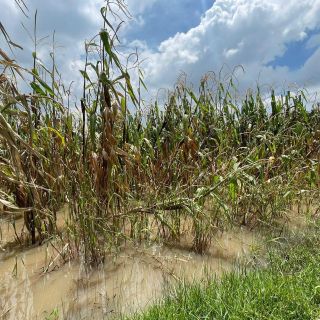 Reportan importante pérdida de hectáreas de maíz en el Estado de México, ¿qué pasó?