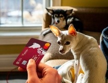 La asistencia veterinaria telefónica es de las 24 horas del día, los 7 días de la semana los 365 días del año. UNSPLASH / C. ROBERT