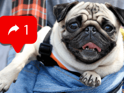 Expertos han identificado diferentes modus operandi de extorsionadores de mascotas en redes sociales. AP / ARCHIVO