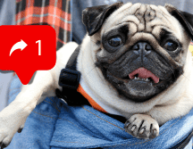Expertos han identificado diferentes modus operandi de extorsionadores de mascotas en redes sociales. AP / ARCHIVO