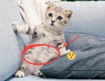 La elasticidad en la piel de los gatos pierde firmeza conforme avanza su edad. Pexels y CANVA