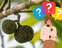 Aunque se suele aprovechar todo el fruto, el día de hoy te contamos para qué sirve la semilla de guásimo. ESPECIAL/ CANVA