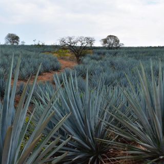 ¿Tequila en peligro? Detectan cultivos de agaves en California
