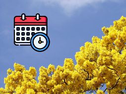 Esto es todo lo que debes de saber acerca de las flores amarillas en septiembre. EL INFORMADOR / ARCHIVO