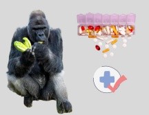 Al estudiar los efectos beneficiosos de la medicación en gorilas, se podrían descubrir nuevos tratamientos para los humanos. Pexels y CANVA