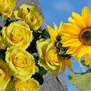 Flores amarillas: ¿por qué se regalan el 21 de septiembre?