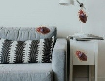 Dado que las chinches son aproximadamente del ancho de una tarjeta de crédito, pueden escabullirse en escondites muy pequeños. UNSPLASH / B. TAPERT