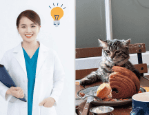 Existen distintos tipos de comederos que se adaptan a las necesidades de tu mascota. Pexels y CANVA