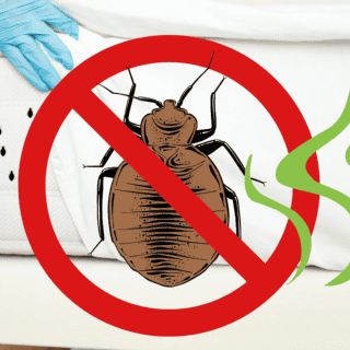 ¿Qué olor odian las chinches de cama?