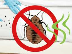 Usar olores que los chinches odian para repelerlas es una excelente opción también para evitar riesgos para tu salud. ESPECIAL/ CANVA