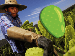 El nopal suele ser un gran elemento para controlar el colesterol alto y para personas que buscan perder peso. AFP / ARCHIVO