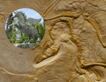 El 'Pegasus volans' sigue siendo una incógnita debido a su complejidad y rareza. Pexels / Pixabay