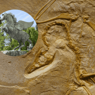 ¿Un antiguo fósil con alas pudo haber sido el mítico caballo Pegaso?