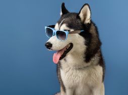 Algunas personas tienden a elegir a mascotas con similitudes a las de ellos desde el principio. FREEPIK