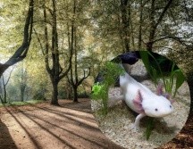 Los ajolotes suelen encontrarse en los canales de Xochimilco en la CDMX. Pixabay