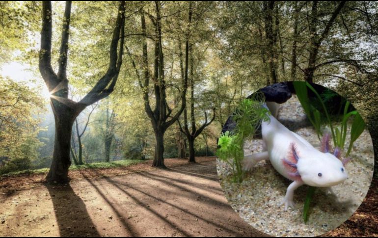 Los ajolotes suelen encontrarse en los canales de Xochimilco en la CDMX. Pixabay