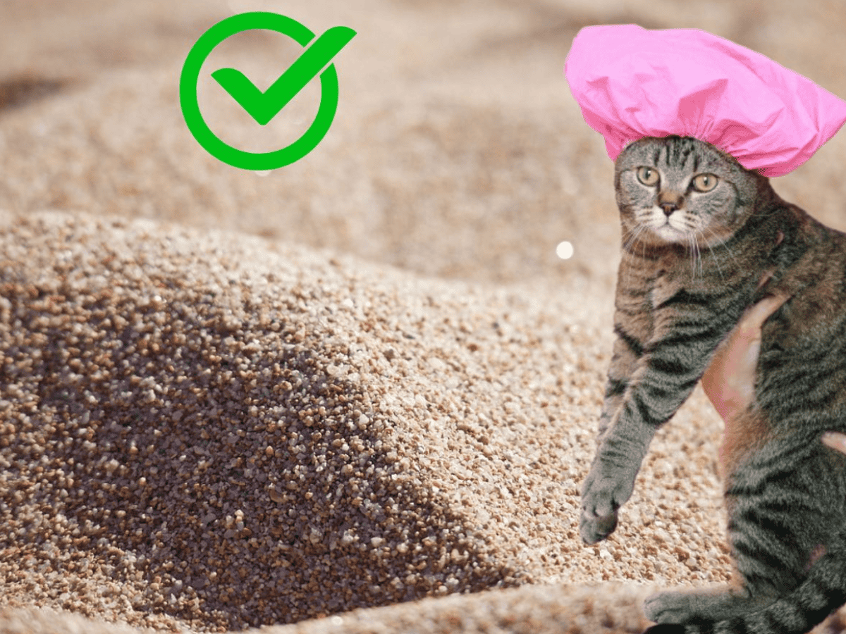 gato de arena gatito en peligro de extincion