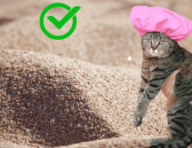 Es importante mantener la limpieza regular del baño de tu mascota. Pexels, Pixabay y CANVA