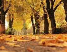 Es importante destacar que el otoño meteorológico no coincide con el equinoccio, ya que comienza el 1 de septiembre y concluye el 30 de noviembre. Pexels