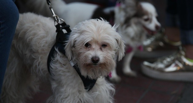 es bueno tener perro en casa