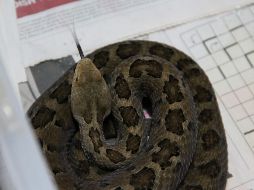 La OMS anticipó que el cambio climático muy probablemente tendrá un impacto en la distribución de las poblaciones de serpientes. NTX / ARCHIVO