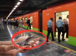 En los últimos años, se han realizado varios reportes de cocodrilos abandonados en la CDMX. El Universal/ Archivo, Pexels y CANVA