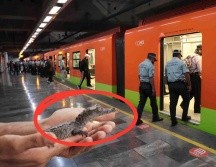 En los últimos años, se han realizado varios reportes de cocodrilos abandonados en la CDMX. El Universal/ Archivo, Pexels y CANVA