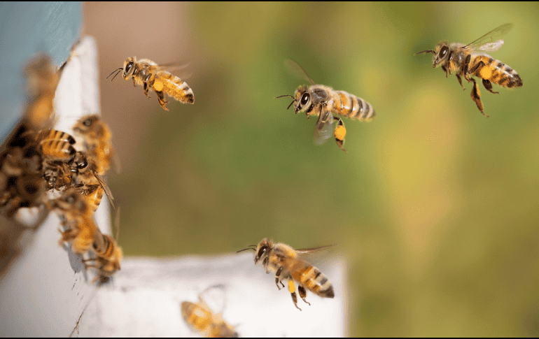 La baja de polinizadores influye negativamente en la polinización y la productividad de los cultivos. Pixabay