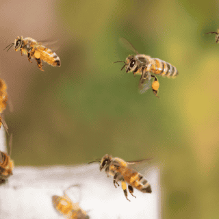 ¿Qué pasaría si se llegan a extinguir los polinizadores?